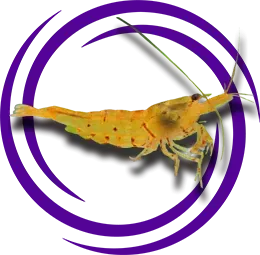 Caridina serrata var. (Tangerine Tiger)