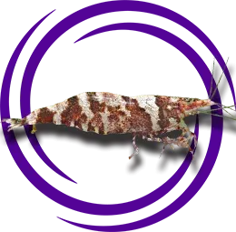 Caridina serratirostris (Ninja Karides)