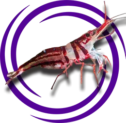 Caridina spongicola (Harlequin - Soytarı Karides)