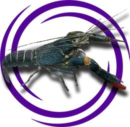 Cherax quadricarinatus (Kırmızı Kıskaçlı Kerevit)