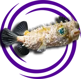 Chilomycterus schoepfi (Spiny Kutu Puffer)