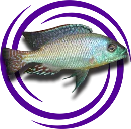 Chilotilapia Euchilus