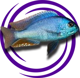 Chilotilapia Rhoadesii