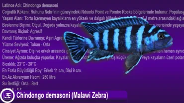 Chindongo Demasoni (Malawi Zebra)