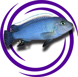 Chindongo socolofi (Mavi Prenses)