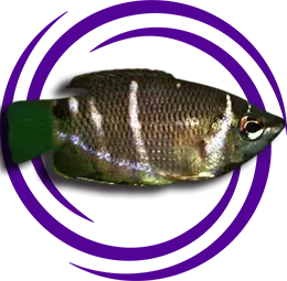 Çikolata Gurami (Sphaerichthys osphromenoides)