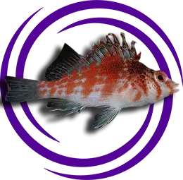 Cirrhitichthys falco (Falco Hawkfish)
