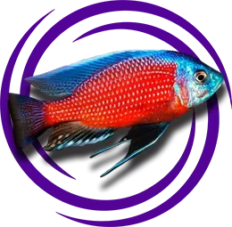 Copadichromis Borleyi