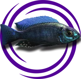 Copadichromis Chrysonotus