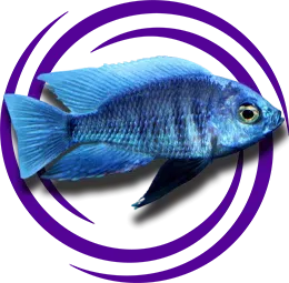 Copadichromis cyaneus