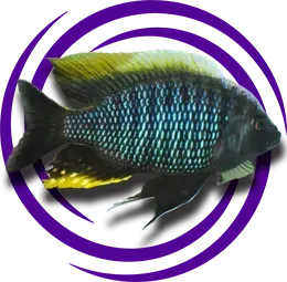 Copadichromis Geertsi