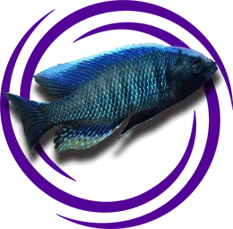 Copadichromis jacksoni