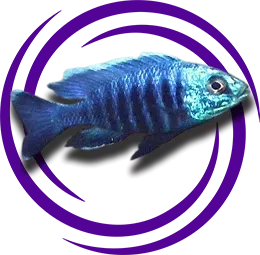 Copadichromis sp. Mloto Fluorescent