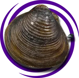 Corbicula fluminea (Asya Tatlı Su Midyesi)