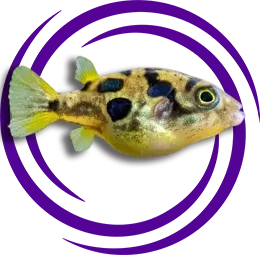 Carinotetraodon travancoricus (Cüce Puffer)