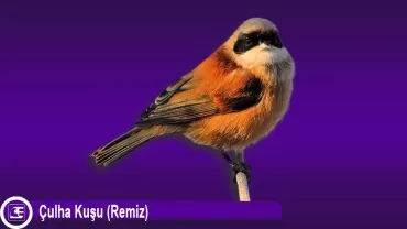 Çulha Kuşu (Remiz)