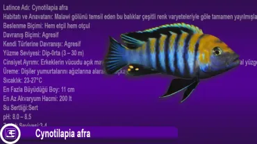 Cynotilapia afra