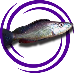 Dimidiochromis dimidiatus