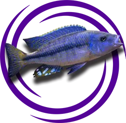 Dimidiochromis kiwinge