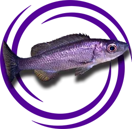 Diplotaxodon limnothrissa