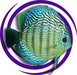 Discus (Symphsodon aequifasciatus)