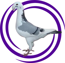 Dragon Güvercini Rus Postası