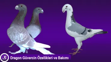 Dragon Güvercini Rus Postası