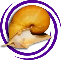 Elma Salyangozu (Pomacea canaliculata)