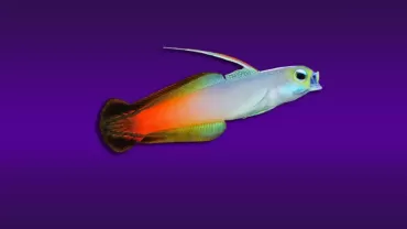 Magnificent Dartfish