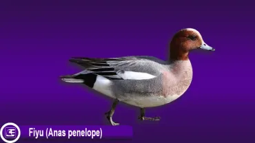 Fiyu Anas penelope