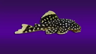 Baryancistrus xanthellus (Gold Nugget Vatozu)