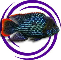 Green Terror Chiclet (Andinoacara rivulatus)