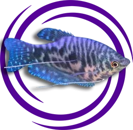 Gurami (Trichopodus sp)