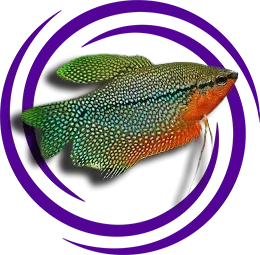 İnci Gurami (Trichogaster leerii)