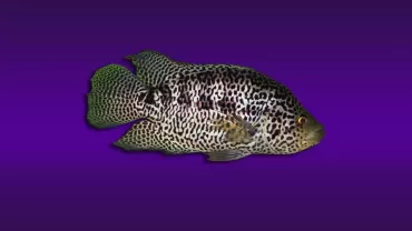 Jaguar Ciklet (Parachromis managuensis )