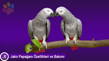 Jako Papağanı (African Grey Parrot)