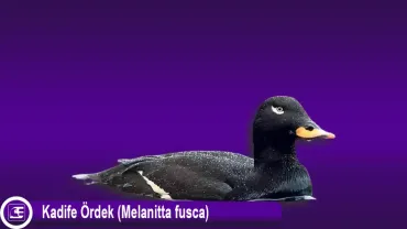 Kadife Ördek (Melanitta fusca)