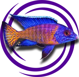 Aulonocara stuartgranti (Ngara)(Alev Kuyruk tavuskuşu)