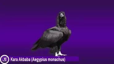 Kara Akbaba (Aegypius monachus)