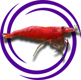 Kiraz Karidesi (Neocaridina davidi)