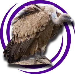 Kızıl Akbaba (Gyps fulvus)