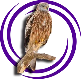 Kızıl Çaylak (Milvus milvus)