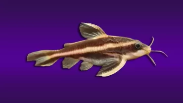 Platydoras costatus (Konuşan Vatoz)