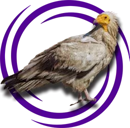 Küçük Akbaba (Neophron percnopterus)