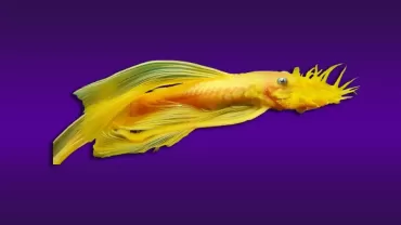 L144 Vatoz Balığı (Ancistrus sp. (L144))