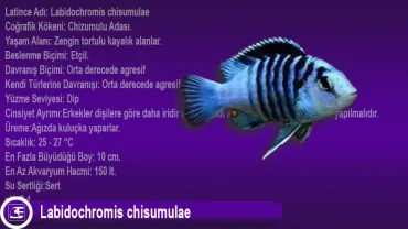 Labidochromis chisumulae