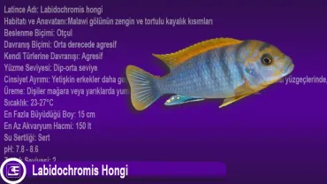 Labidochromis Hongi