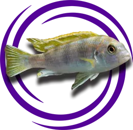 Labidochromis sp. (Perlmutt)