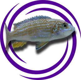 Labidochromis textilis