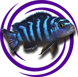 Labidochromis Zebroides (Mavi Zebra)
